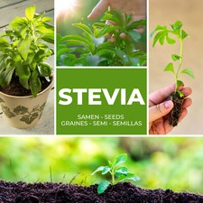 Semi stevia circa - di,