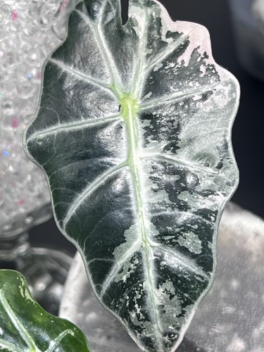 Alocasia starter bundle - alocasia,