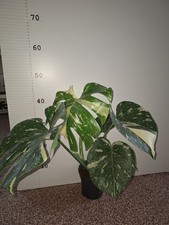 monstera deliciosa White