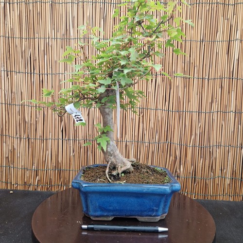 Bonsai acero bergerianum - bonsai, di