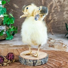 Two Headed Duck Duckling