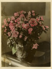 Rara Foto Colore Fiore Flower Still Life Verso 1930