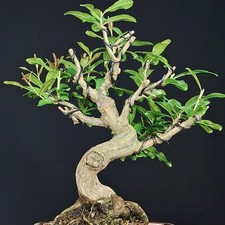 Shohin BONSAI _ Punica