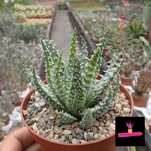 Aloe humilis micro - humilis,