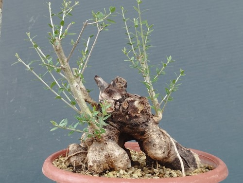 Bonsai olivastro 25x22cm - bonsai,