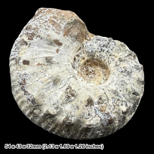 Liparoceras elegans ammonite - liparoceras,