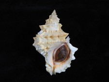 Sea Shell Tutufa bufo 104mm