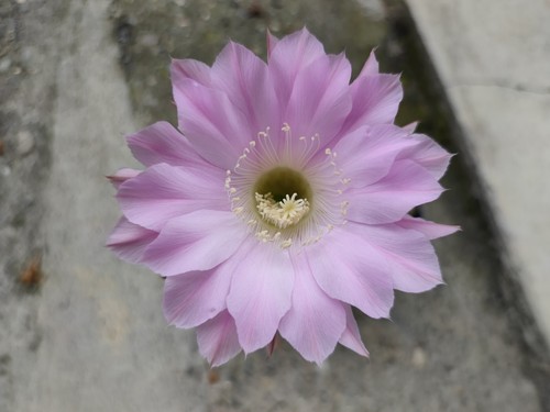 Cactus echinopsis al20 e06 v12 - echinopsis, al20-e06-v12