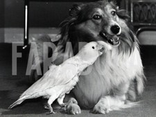 Foto vintage Regno Unito