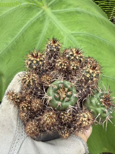 Discocactus ferricola var