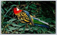 Cartolina d'epoca I pappagalli