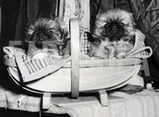 Foto vintage Animali, due