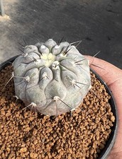 3.9cm Sale Rare Cacti Copiapoa