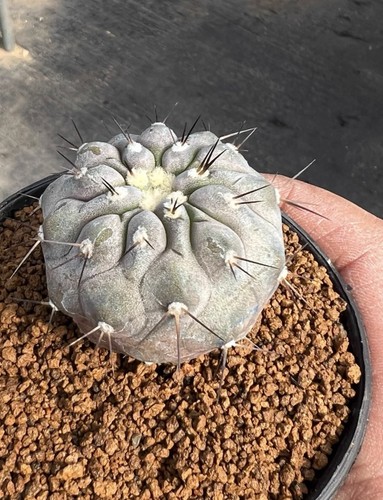 Vendita raro cactus - 3,9, cm