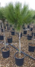 Pino da pinoli domestico "Pinus pinea" pianta in vaso ø24 cm h 160/200 cm