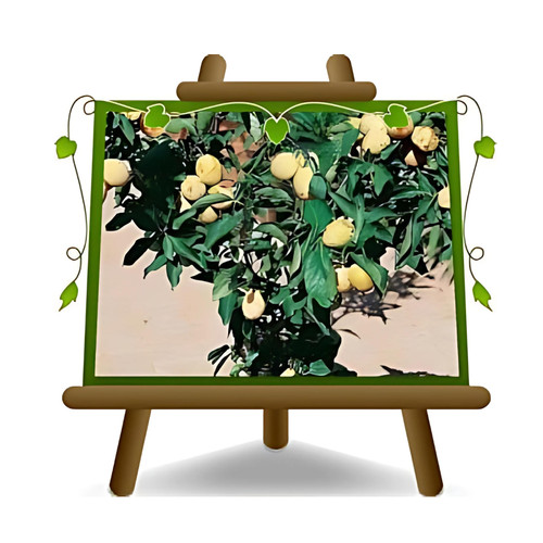 Susino nano giallo pianta - pianta, da