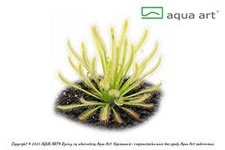 Pianta carnivora rugiada