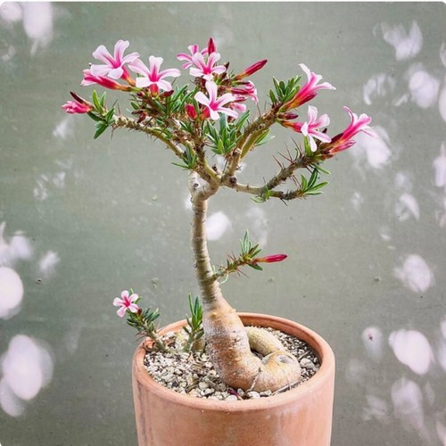 Pachypodium bispinosum cactus - bispinosum,