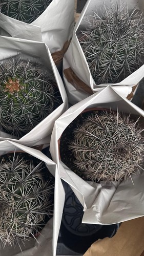 Cactus saguaro carnegiea - cactus,