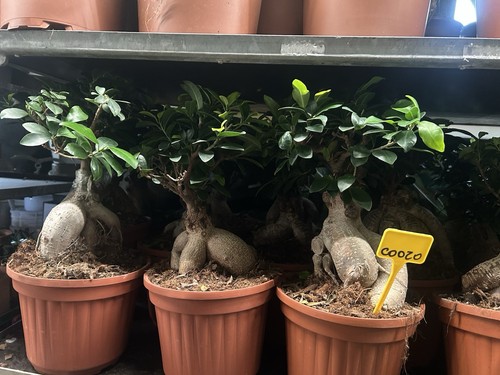 Ficus bonsai - ficus,