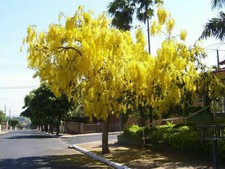 Fistola di Cassia, Albero