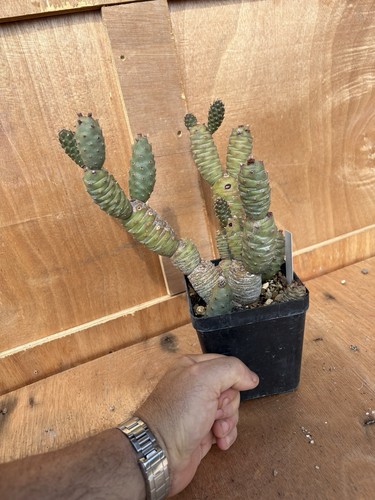 Tephrocactus articolatus - tephrocactus,