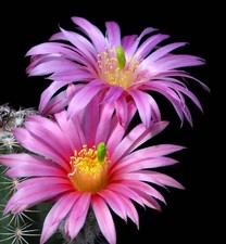 Echinocereus bonatzii SEEDS -