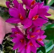 Dendrobium ibrido Hibikkii