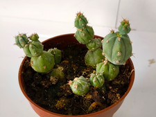 8-36 - Myrtillocactus