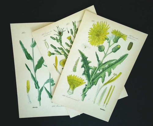 1886 litografie set 3 - di,
