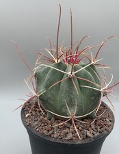 Ferocactus Rectispinus  Pot 14