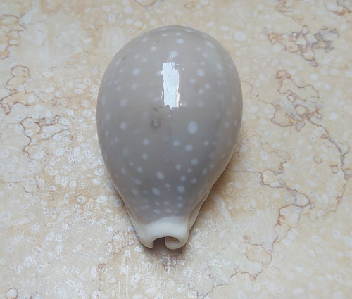 Cypraea camelopardalis lyncina