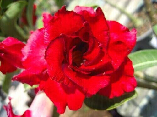 Semi adenium obesum - adenium,