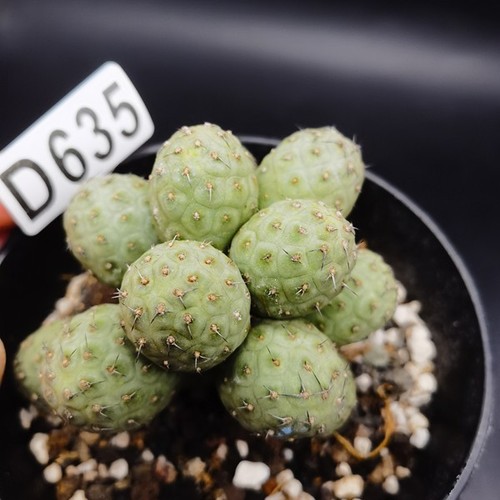 D635 tephrocactus - d635, --tephrocactus