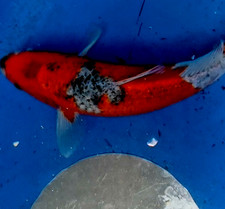 10in Goshiki 7M5M  Huge Koi