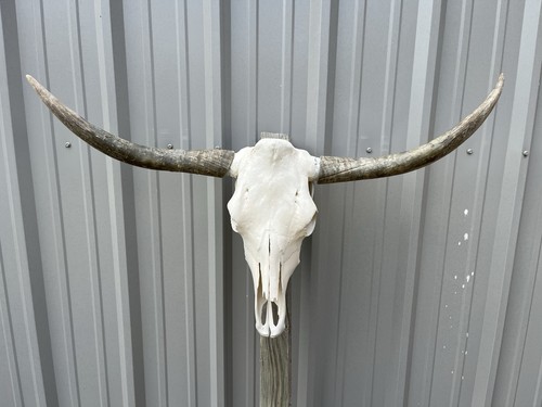 Teschio manzo longhorn 3 - teschio,