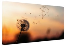 Quadro Moderno Arredamento Fiori Soffione cm.120x60 Stampa su Tela Casa Design