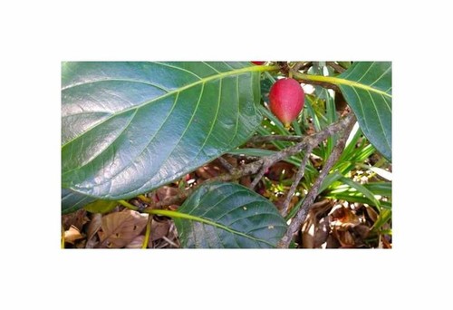 Guettarda eximia piccolo - 2x,