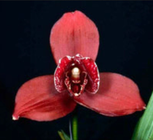 Lycaste jackpot mario pianta - 'mario',