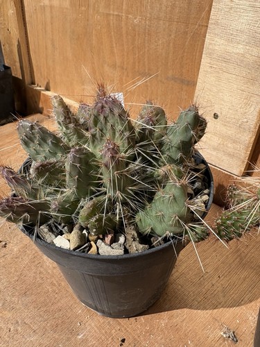 Tunilla chilensis - chilensis,