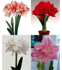 2 Amaryllis pronti per fiorire