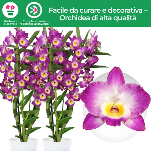 Piante orchidea bamboo - piante,