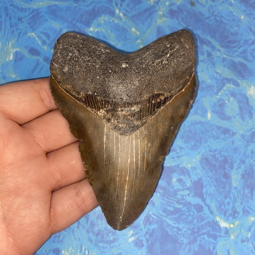 Megalodonte dente squalo - dente,
