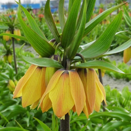 Bulbi fiori cipolle - di,