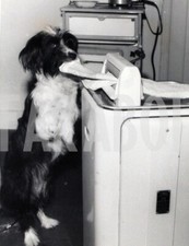 Foto vintage Regno Unito, Cane alla lavatrice, 1963, stampa 20x15 cm