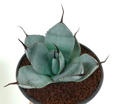 Agave parryi cv 'BLUE