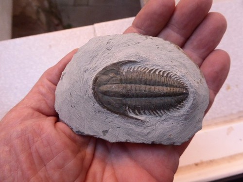 Trilobite ordovicien - trilobite,