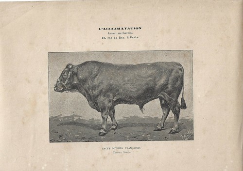 Stampa antica toro - toro, razza