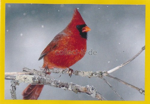 Panini national geographic - national,