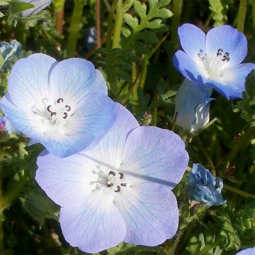 Nemophila insignis 1000 semi - -,